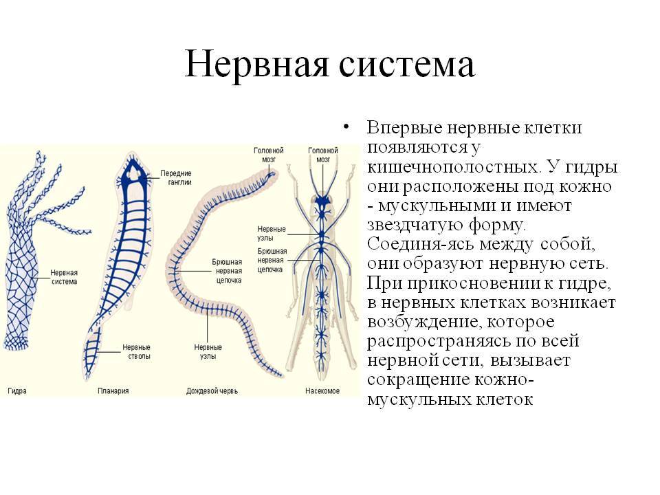 Кракен даркнет маркетплейс vtor run